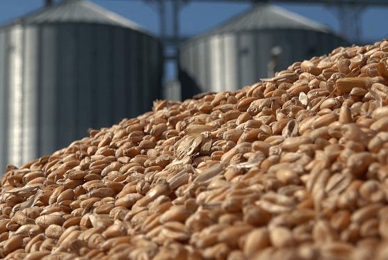 АО «ОЗК» продолжает отбор хранителей зерна и сахара